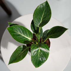 Philodendron Birkin