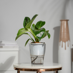Philodendron Birkin