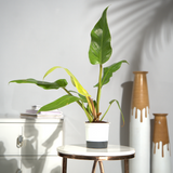 Philodendron Erubescens