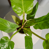 Philodendron Erubescens