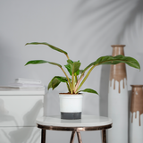 Philodendron Golden Melinonii