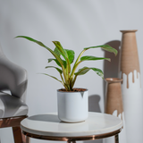 Philodendron Golden Melinonii