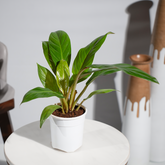 Philodendron Golden Melinonii