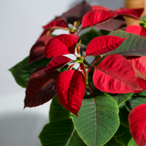 Poinsettia Red