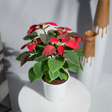 Poinsettia Red
