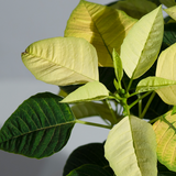 Poinsettia Yellow