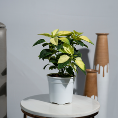 Poinsettia Yellow