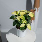 Poinsettia Yellow