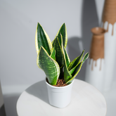 Snake Plant