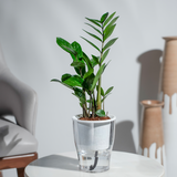 Zamia Green (ZZ Plant)