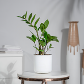 Zamia Green (ZZ Plant)