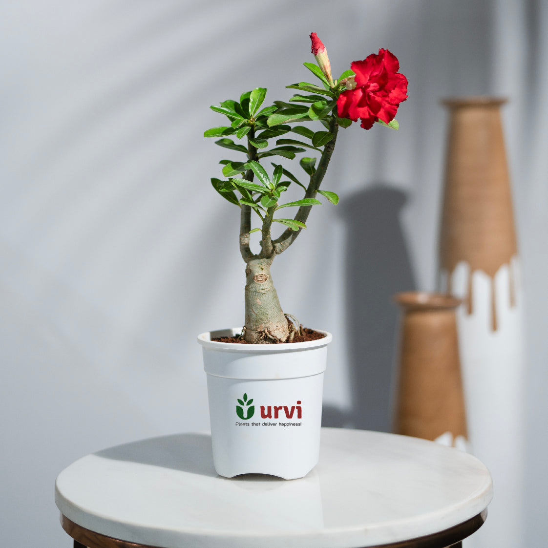Adenium Red