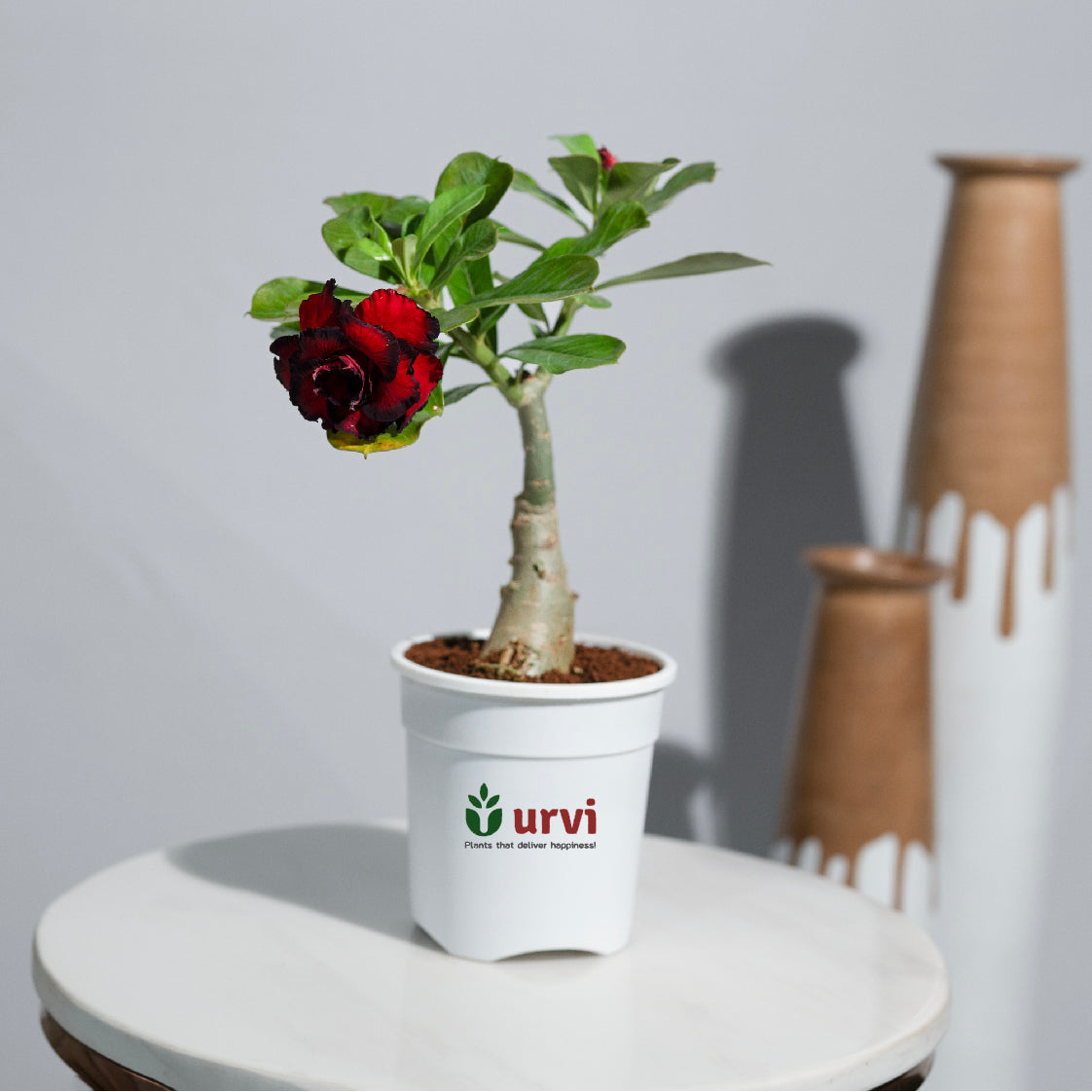 ADENIUM RED black