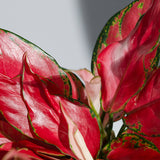 Aglaonema China Red