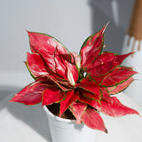 Aglaonema China Red