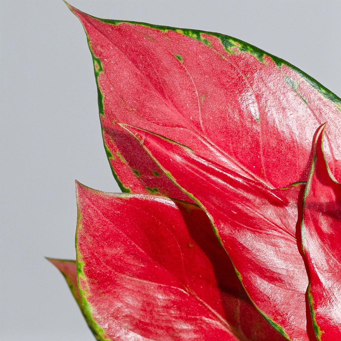 Aglaonema China Red