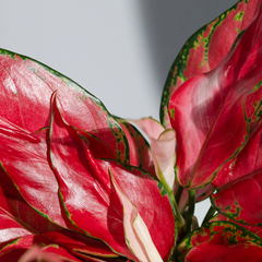 Aglaonema China Red
