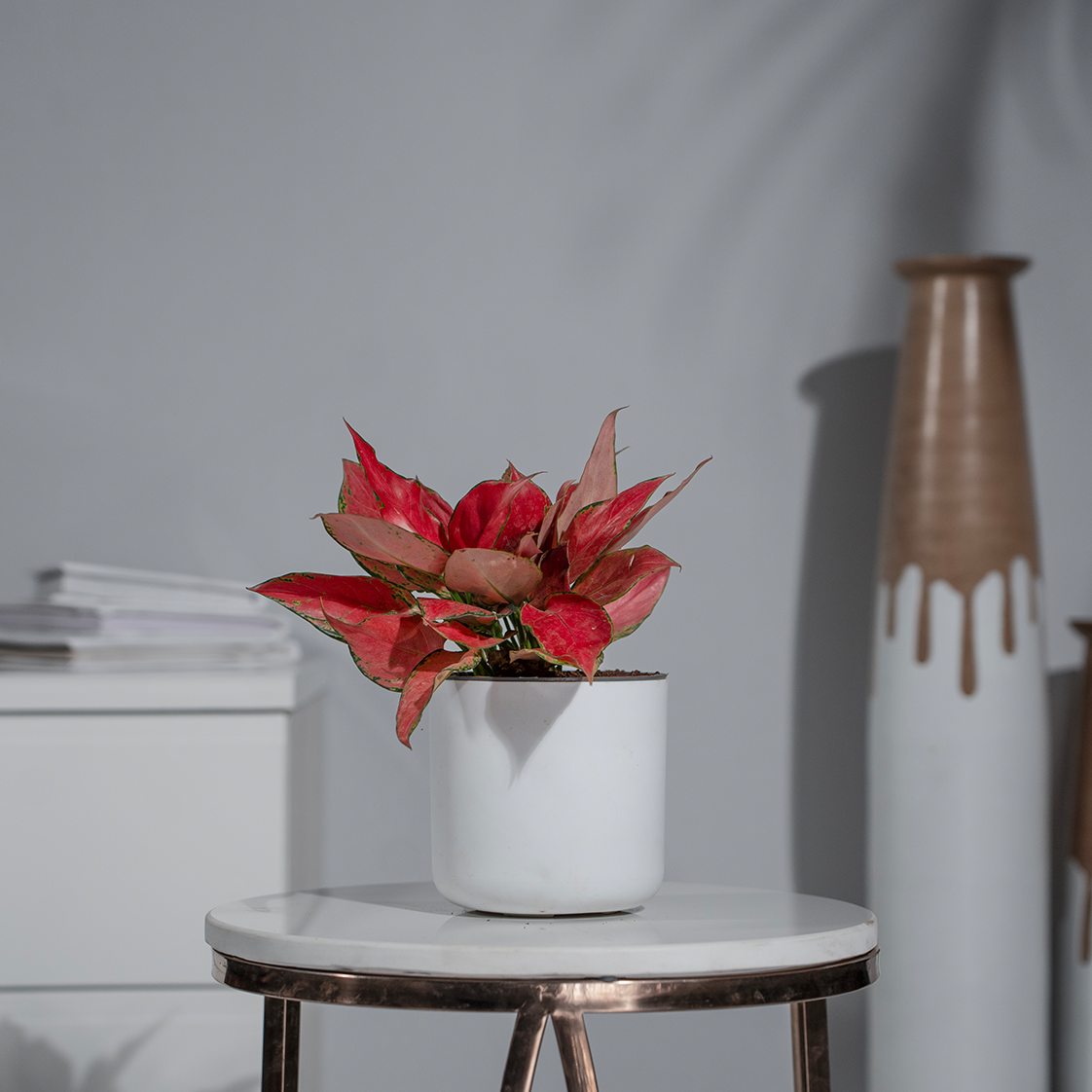 Aglaonema China Red