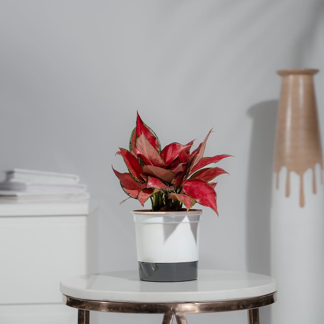 Aglaonema China Red