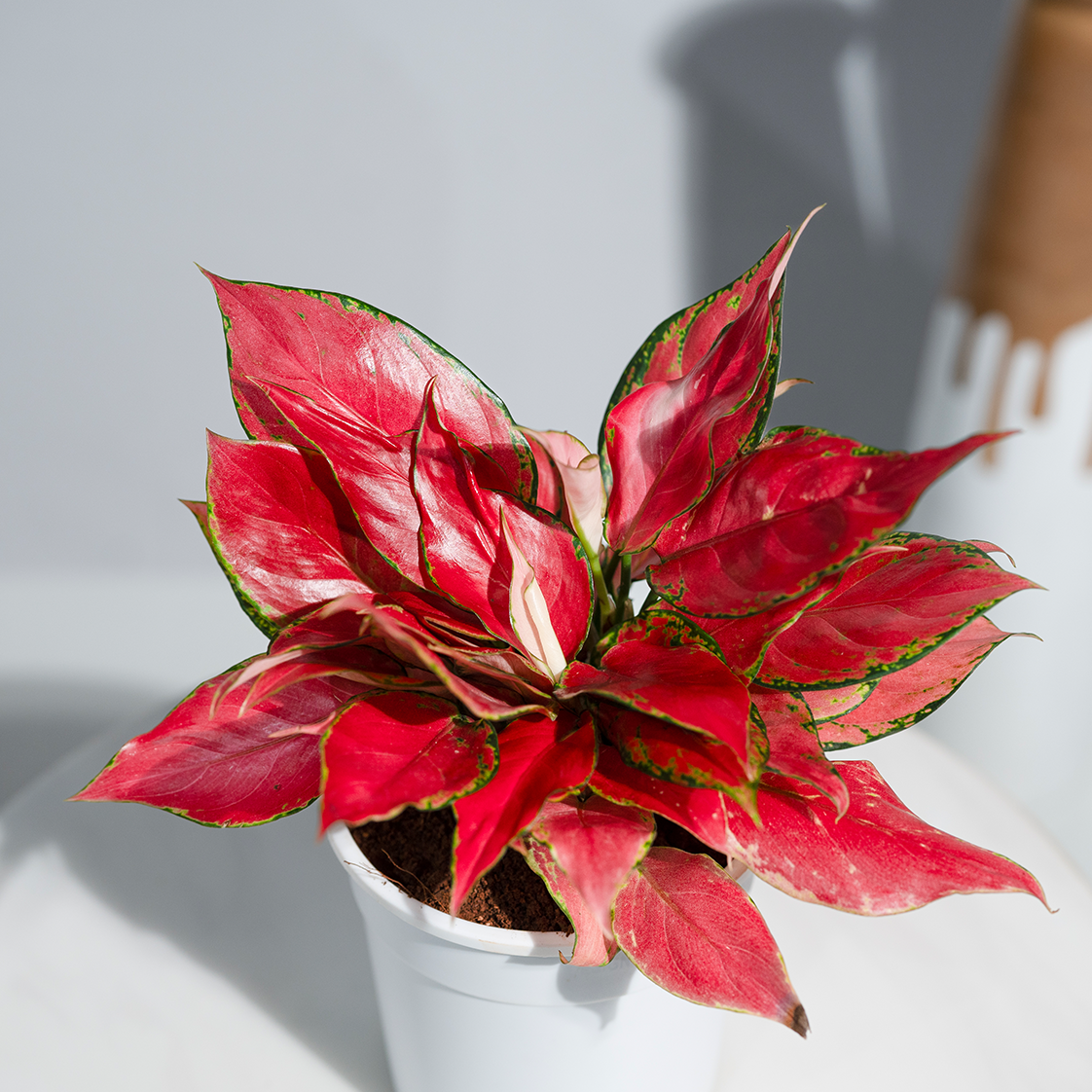 Aglaonema China Red