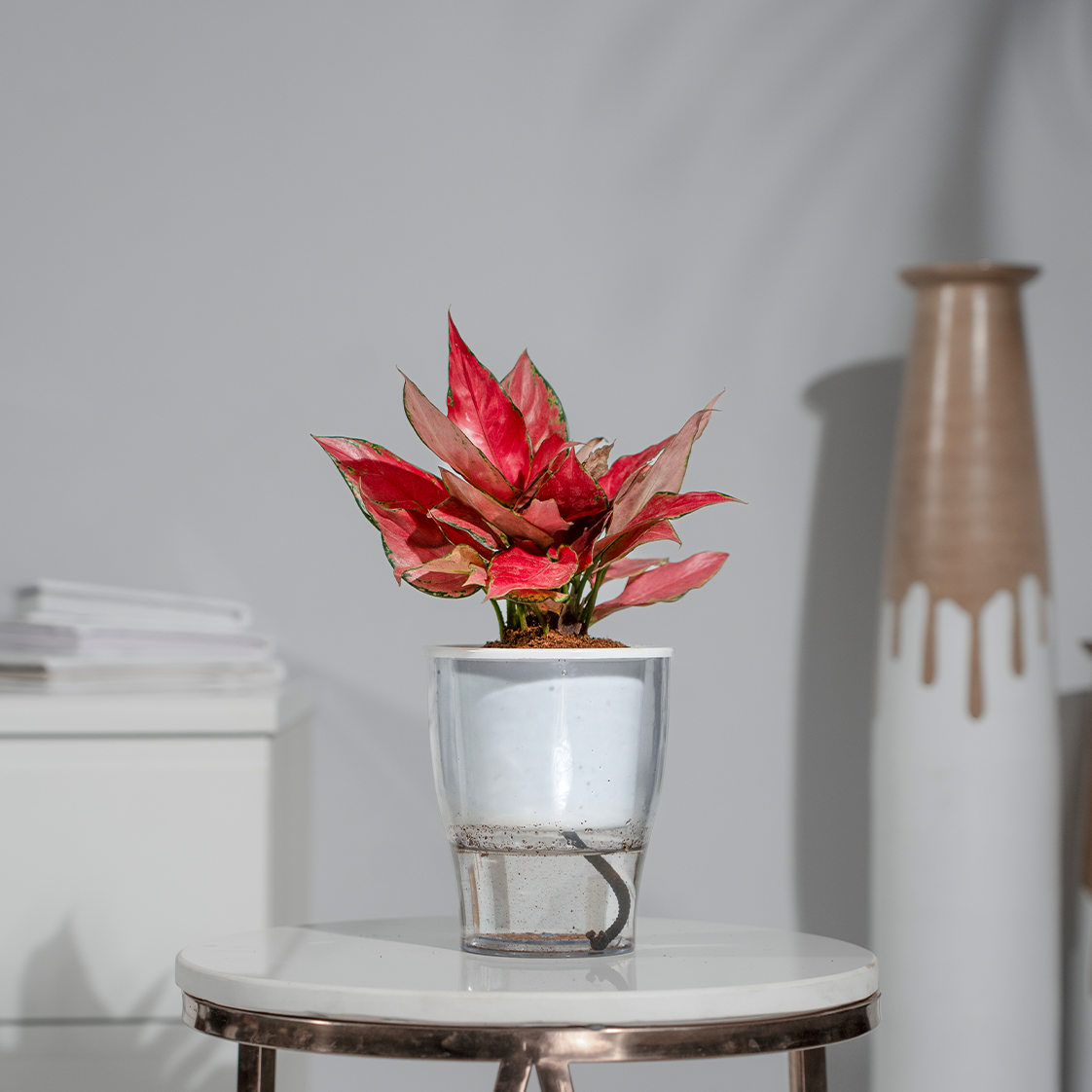 Aglaonema China Red