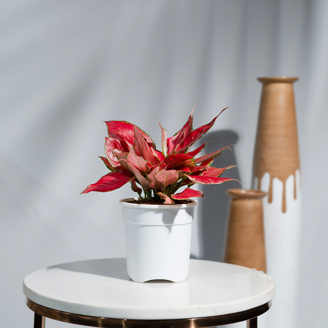 Aglaonema China Red