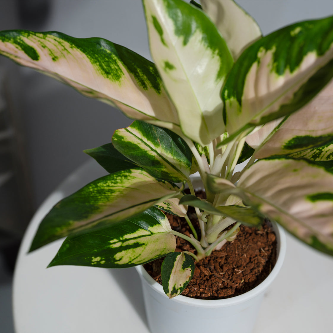 Aglaonema Kochin Kiti White