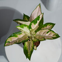 Aglaonema Kochin Kiti White