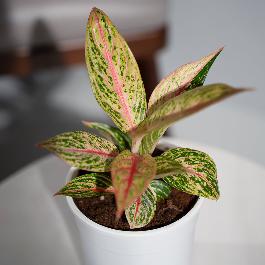 Aglaonema Kochin Kiti White