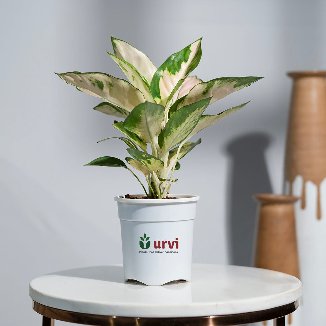 Aglaonema Kochin Kiti White