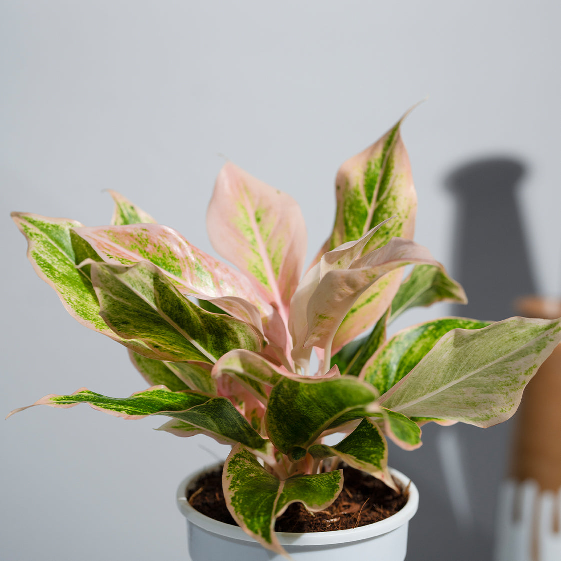 Aglaonema Pink Aurora