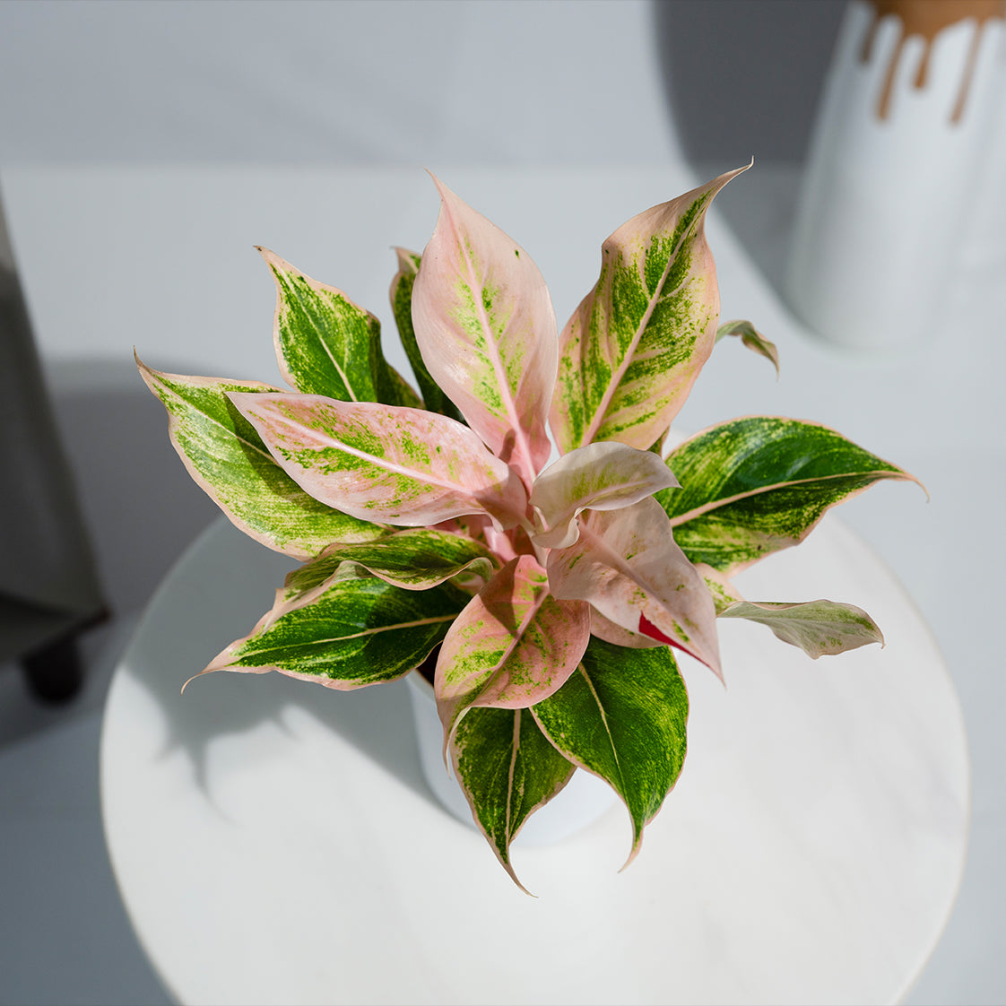 Aglaonema Pink Aurora