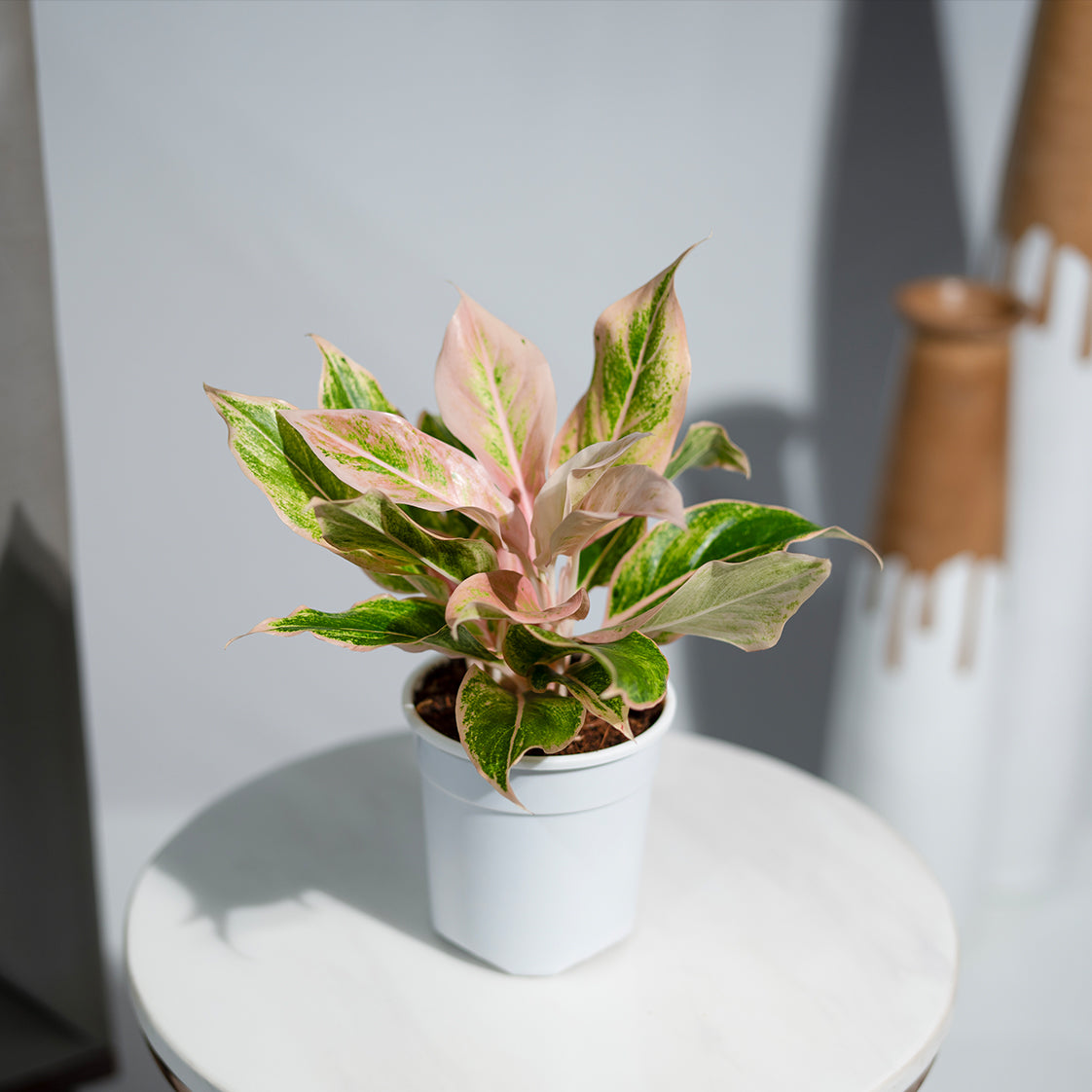 Aglaonema Pink Aurora
