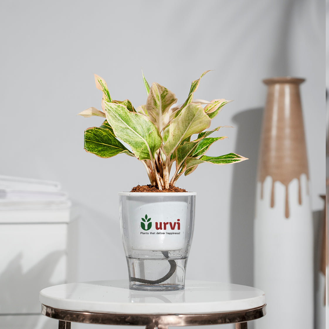 Aglaonema Pink Aurora