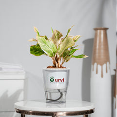 Aglaonema Pink Aurora