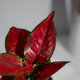 Aglonema Red
