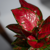 Aglonema Red