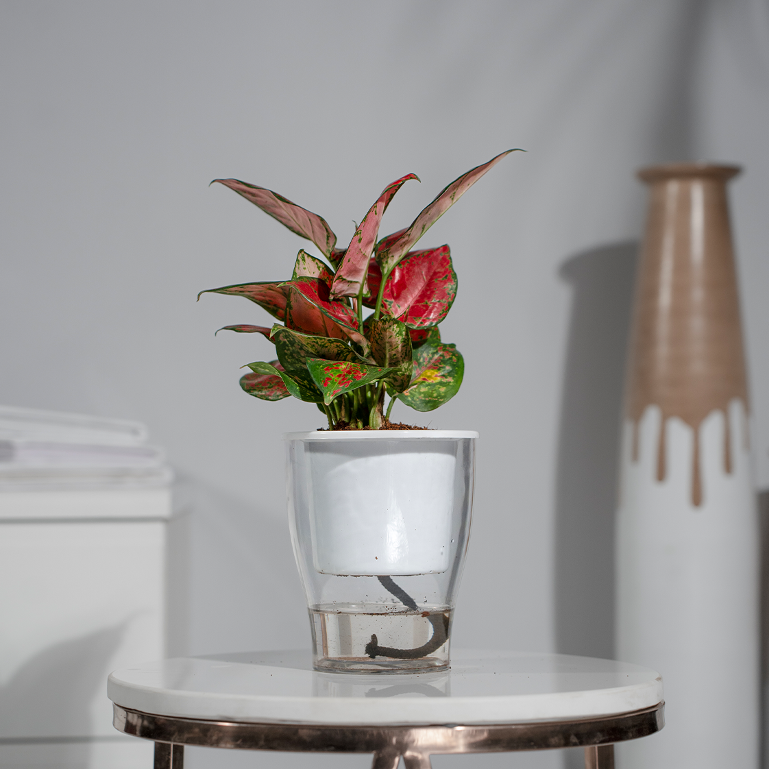 Aglonema Red