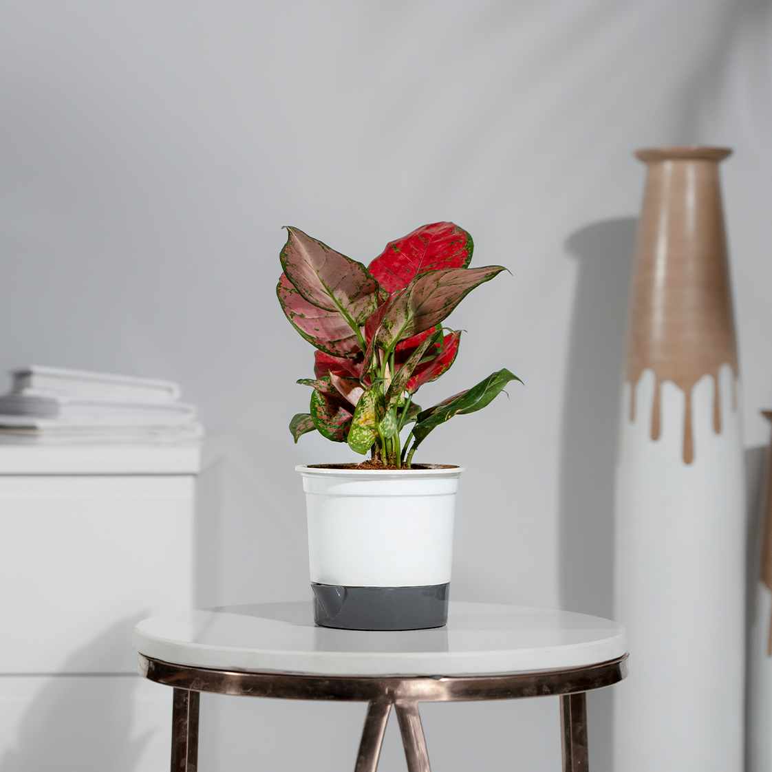 Aglonema Red