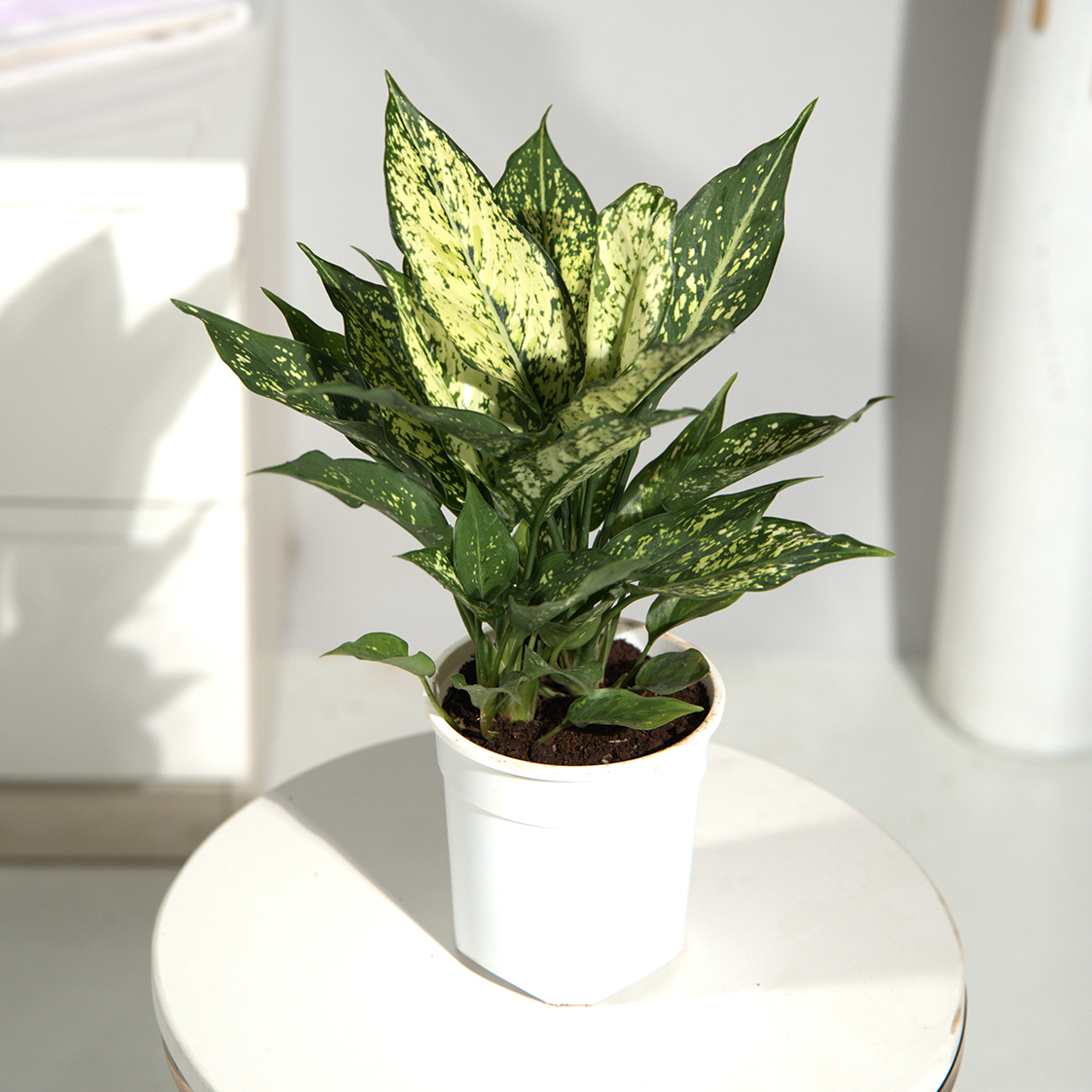 Aglaonema Snow White