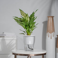 Aglaonema Snow White