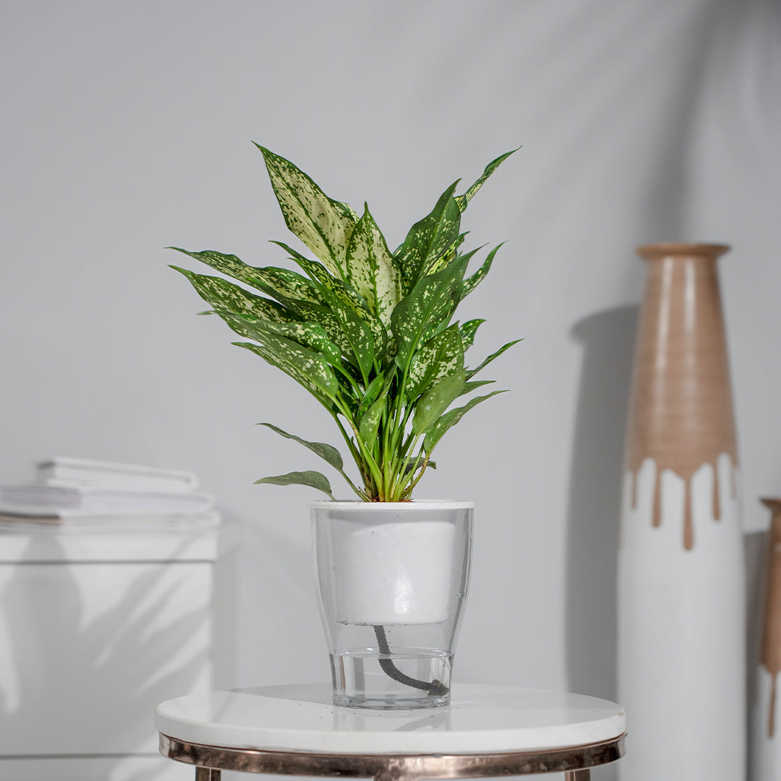Aglaonema Snow White