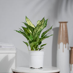 Aglaonema Snow White