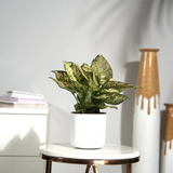 Aglaomena Super Snow White (Eileen)