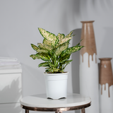 Aglaomena Super Snow White (Eileen)