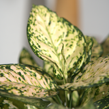 Aglaomena Super Snow White (Eileen)