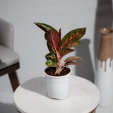 Aglaonema Red Powder (Reanita)