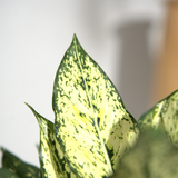 Aglaonema Snow White