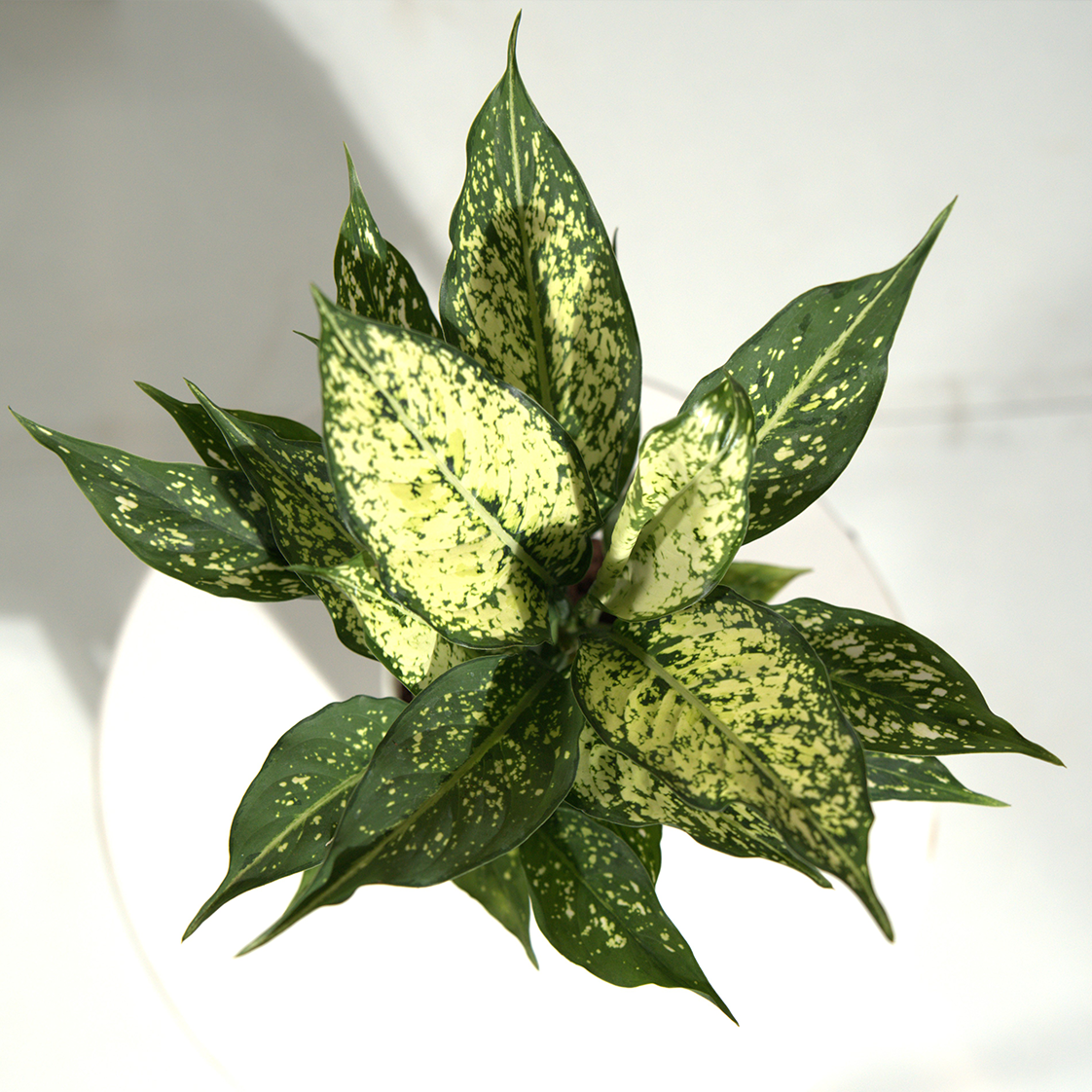 Aglaonema Snow White