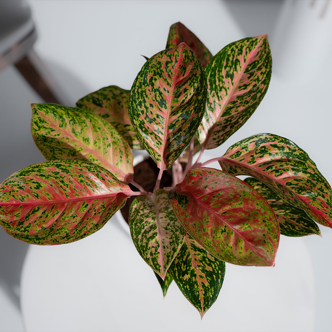 Aglonema Widuri